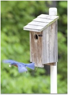 Attract beautiful songbirds by making them welcome with a bird house, feeder or bird bath. Here's a list of dozens of great designs and free woodwork plans from all over the Internet.