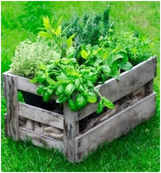 Free Herb Gardening Guides - Learn how grow fresh herbs inside, in small-space containers, or as part of your kitchen garden. Check out dozens of herb growing guides, herb garden designs and herb container project plans. 