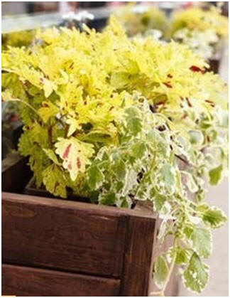 Free DIY Garden Planter Project Plans and Building Guides - Build your own wooden planter boxes for your deck, patio or backyard. Choose from a variety great designs.