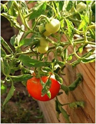 Free Do It Yourself Raised Garden Bed Plans and Building Guides - Get the most out of your kitchen garden. Build raised garden beds for easy care of your herbs, vegetables and small fruit.