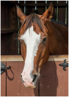Free Horse Barn Plans: One Through Fourteen Stall Barn Designs, Hay Barns, Run Ins, Tractor Barns and More